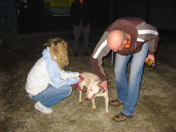 bulty-N3.jpg